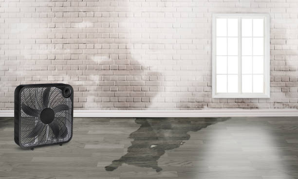 Best Water damage cleanup near me  in Kings Point, NY